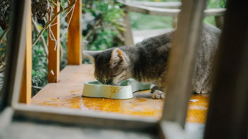 Is Wet or Dry Food Better for Cats?